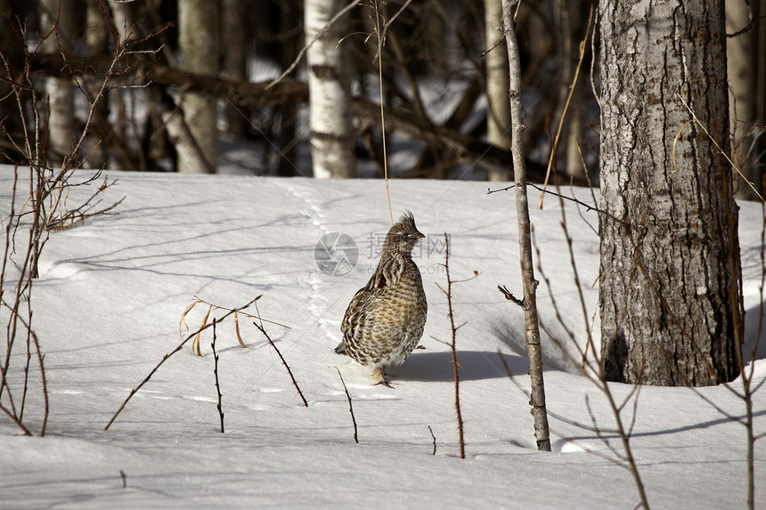 冬天的格鲁兹森林场景荒野水平皱褶乡村动物群野生动物图片