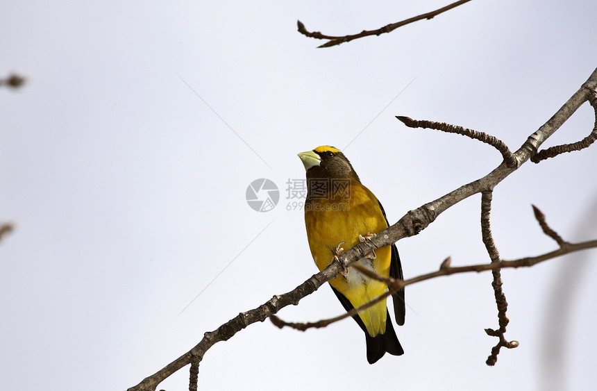 夜晚 Grosbeak 在树上常年野生动物居民栖息地荒野水平照片动物群图片