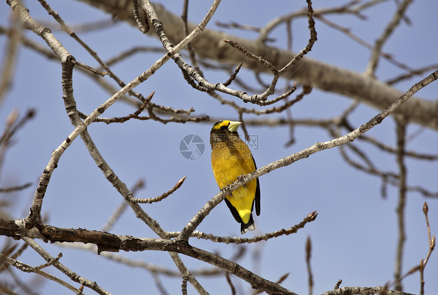 夜晚 Grosbeak 在树上荒野野生动物动物群居民栖息地常年水平照片图片