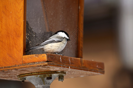 黑卡在种子器上的奇卡迪(Chickadee)背景图片