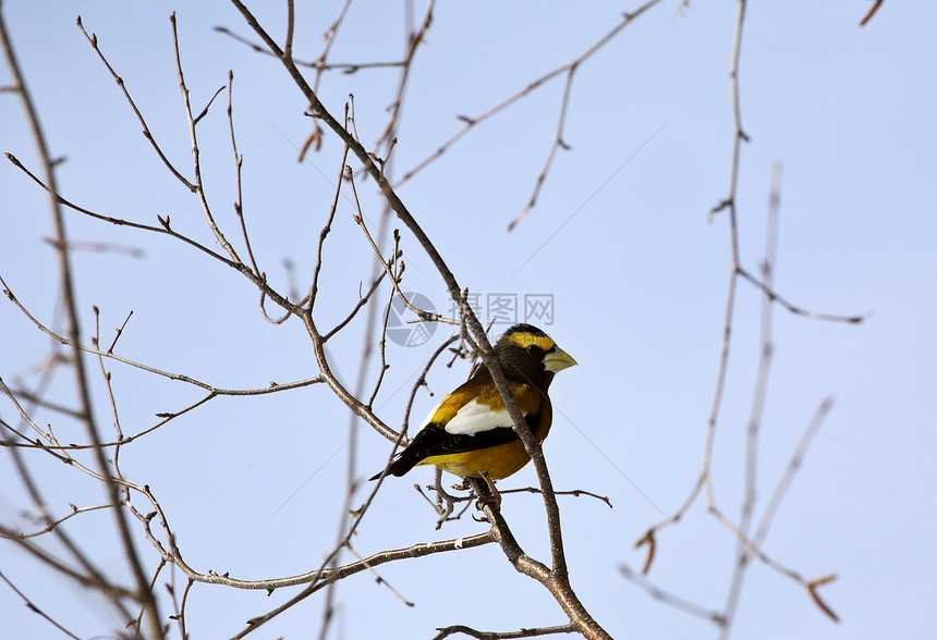 夜晚 Grosbeak 在树上居民栖息地荒野水平野生动物动物群常年照片图片