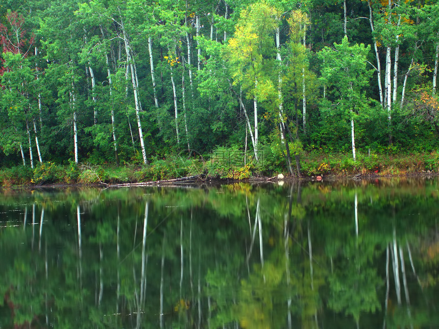 威斯康星州环境支撑海岸线森林生物学公园植物学池塘叶子生态图片