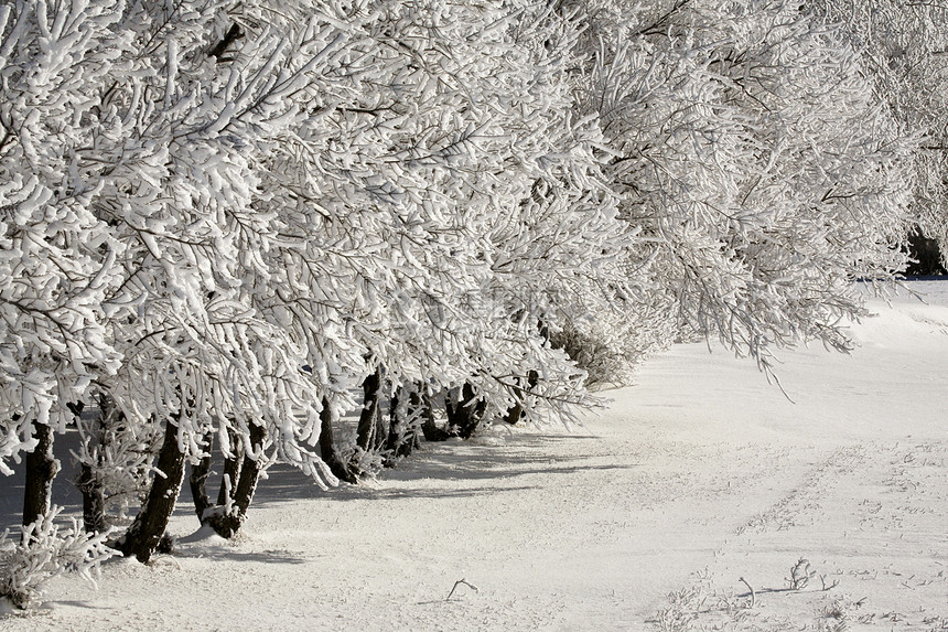 寒霜国庆日照片农村天气乡村季节性水平国家场景旅行树木图片