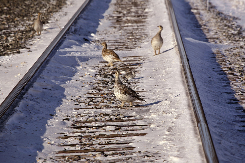 冬季在铁路上的杂草图片