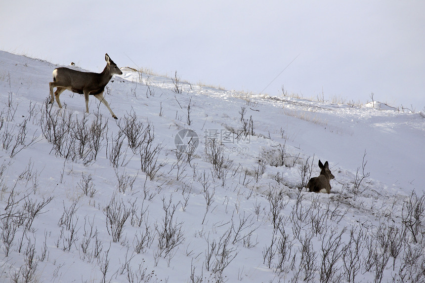 冬季木鹿哺乳动物水平照片乡村场景野生动物动物群图片