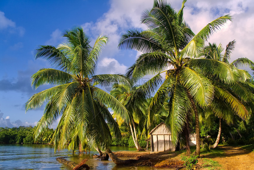 热带热带景观海浪风景支撑阳光晴天蓝色海岸植被情调天堂图片