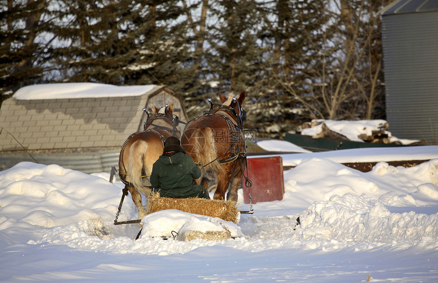 冬天的马雪橇耕作天气树木灌木丛乡村农场马匹水平女孩们季节性图片