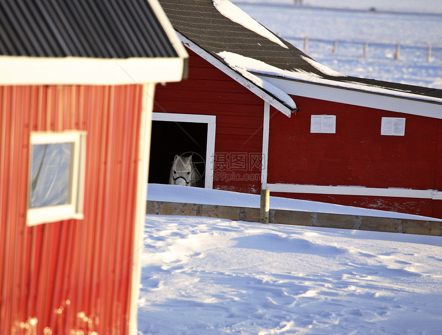冬天 白马在不稳的寒冬风景农场乡村建筑物水平动物照片旅行图片