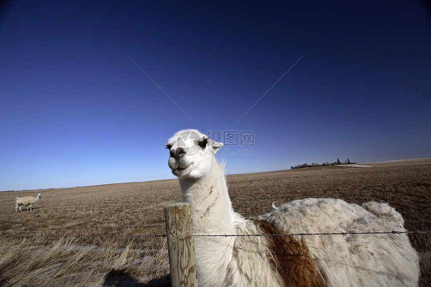 萨斯喀彻温牧场的阿拉马栅栏铁丝网水平旅行乡村天空照片动物农场图片