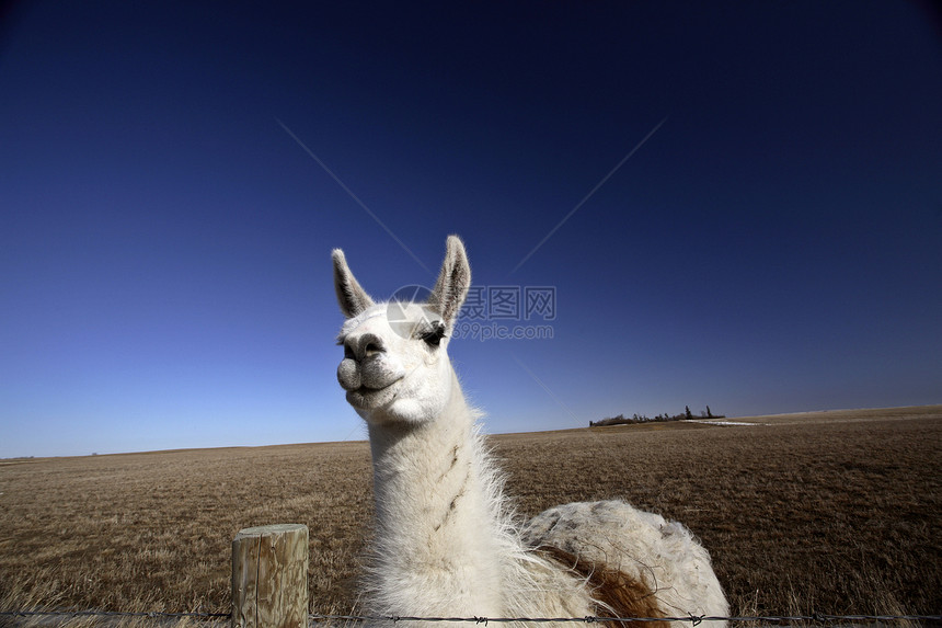 萨斯喀彻温牧场的阿拉马农场照片水平动物天空铁丝网旅行栅栏乡村图片