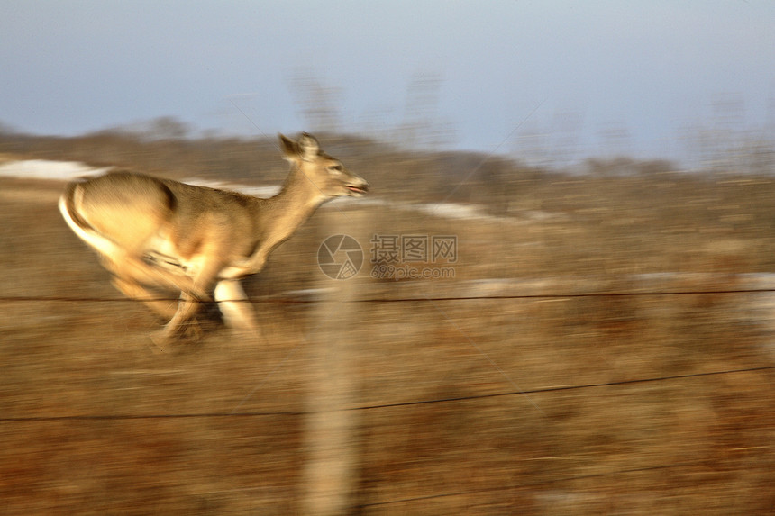 白尾鹿沿围栏跑来跑去乡村动物群受保护水平打猎野生动物哺乳动物季节性照片图片