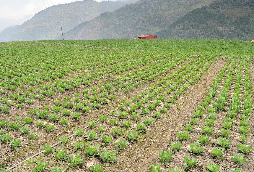 果菜农场培育花园农学家植物土地蔬菜生长牧歌场景环境图片