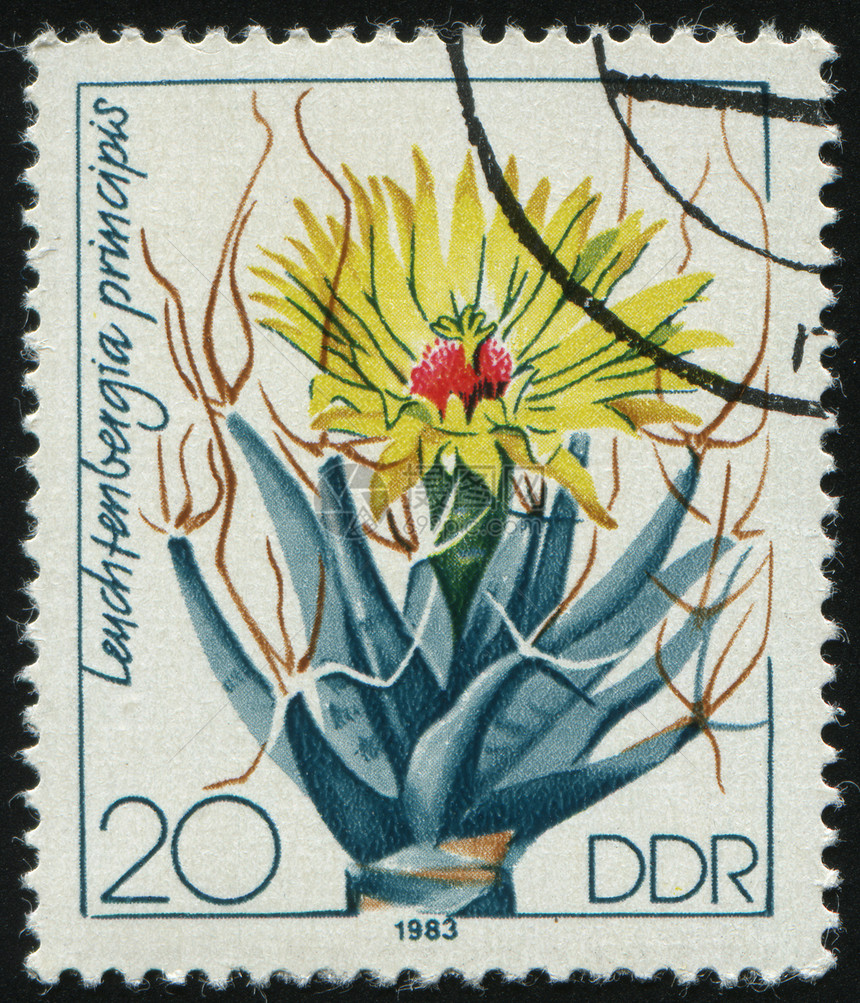邮票异国热带信封植物荆棘园艺卡片邮件邮戳尖刺图片