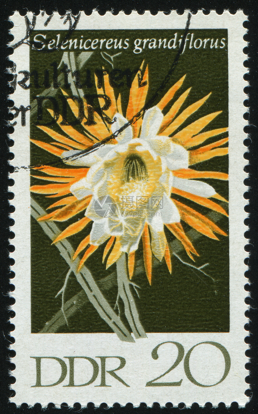 邮票植物学宏观季节植物群植物信封卡片邮件生活集邮图片