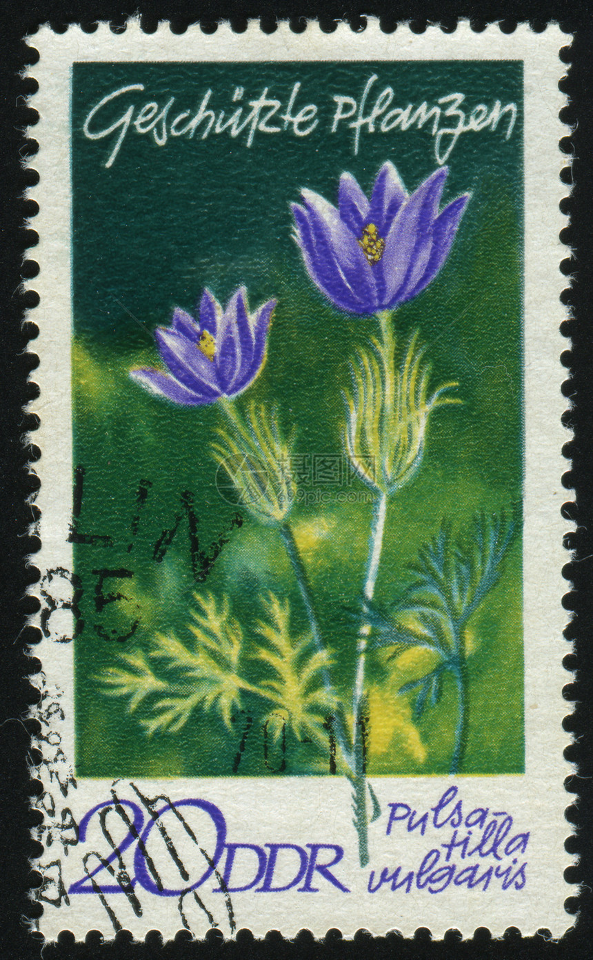 邮票集邮宏观植物卡片植物学花园植物群信封花粉花瓣图片