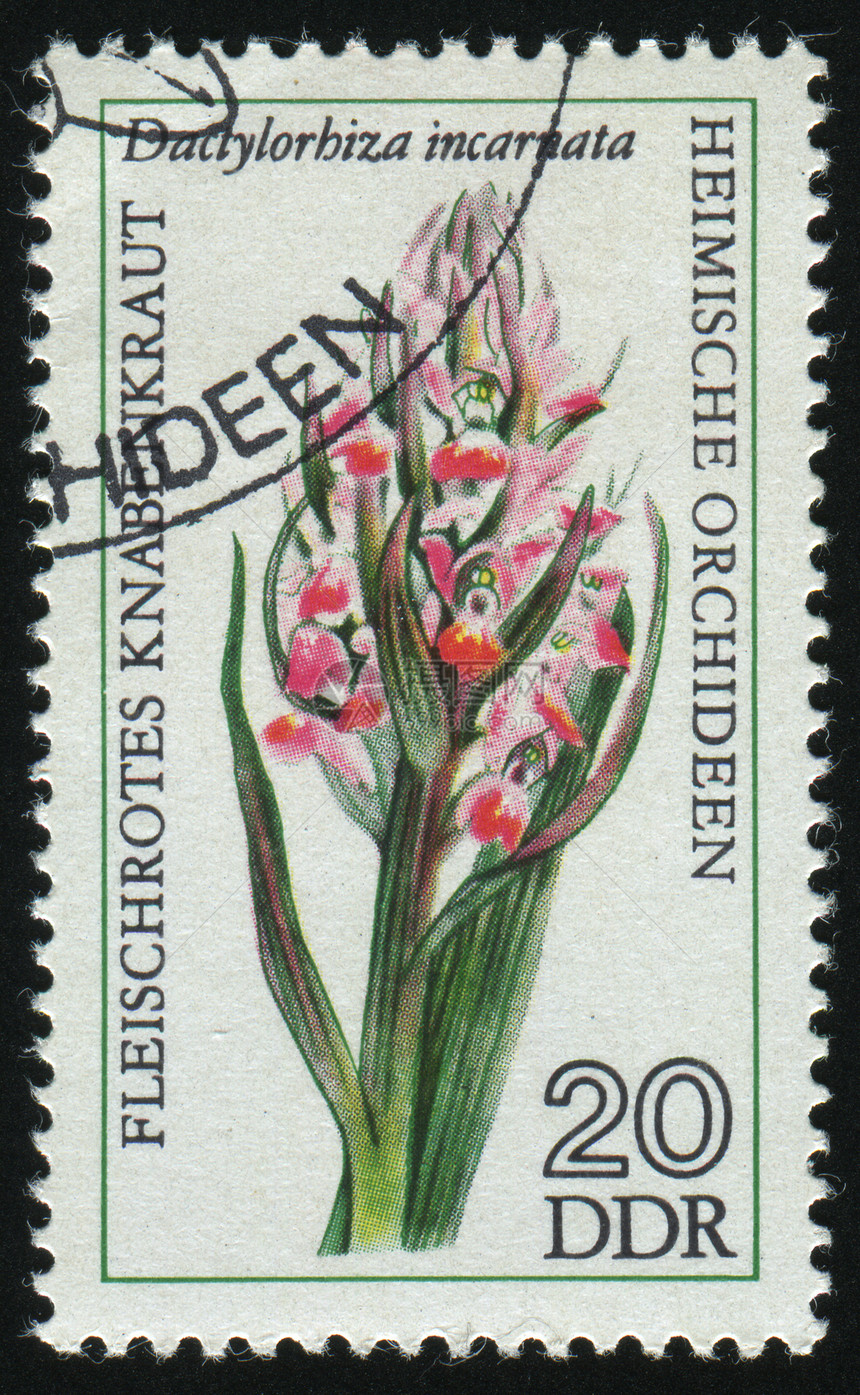 邮票邮戳雏菊植物群花瓣宏观信封季节卡片花园邮件图片