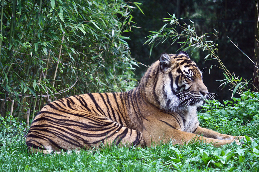 丛林中的老虎动物园猎人哺乳动物猫科豹属野猫动物条纹捕食者危险图片