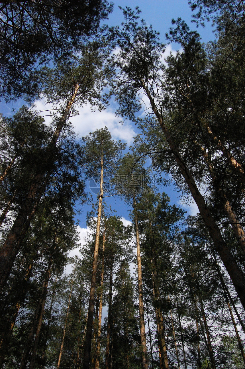 松树林身体太阳苔藓蓝色叶子衬套树木森林阳光斑点图片