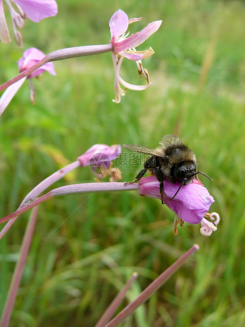 花上大黄蜂宏观村庄蜜蜂动物群昆虫蜂蜜植物群场地动物季节图片