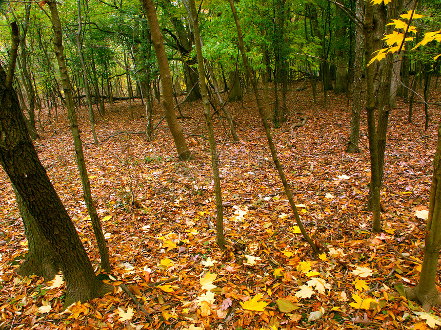 伊利诺伊州瀑布颜色风景荒野红色树叶生物学栖息地叶子场景环境森林图片