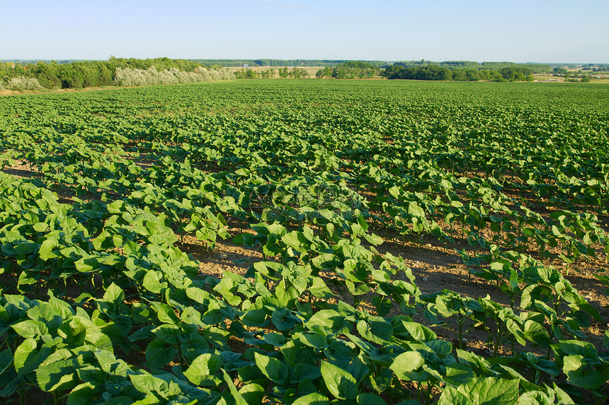 农业乡村农村环境绿色草地农场日光玉米土地生长图片