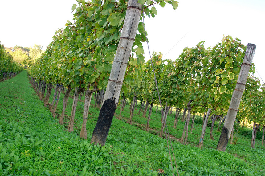 葡萄水果农田农村葡萄园地形生长植物季节季节性酒厂图片