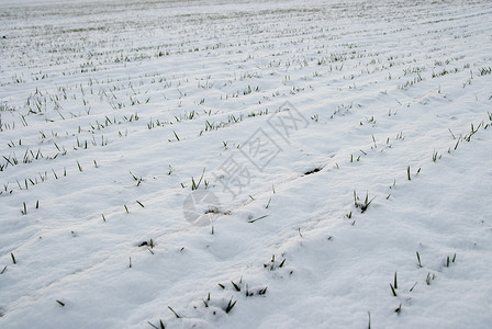 雪雪场小路国家培育天气小麦粮食植物土地农田农村背景图片