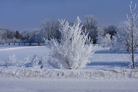 新学期新气候树上的新雪降雪季节橡木气候农村松树森林场景远足旅行背景