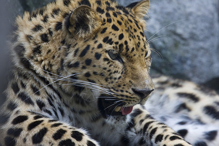 阿穆尔豹豹斑点食肉濒危野生动物捕食者大猫豹属动物野猫物种背景图片