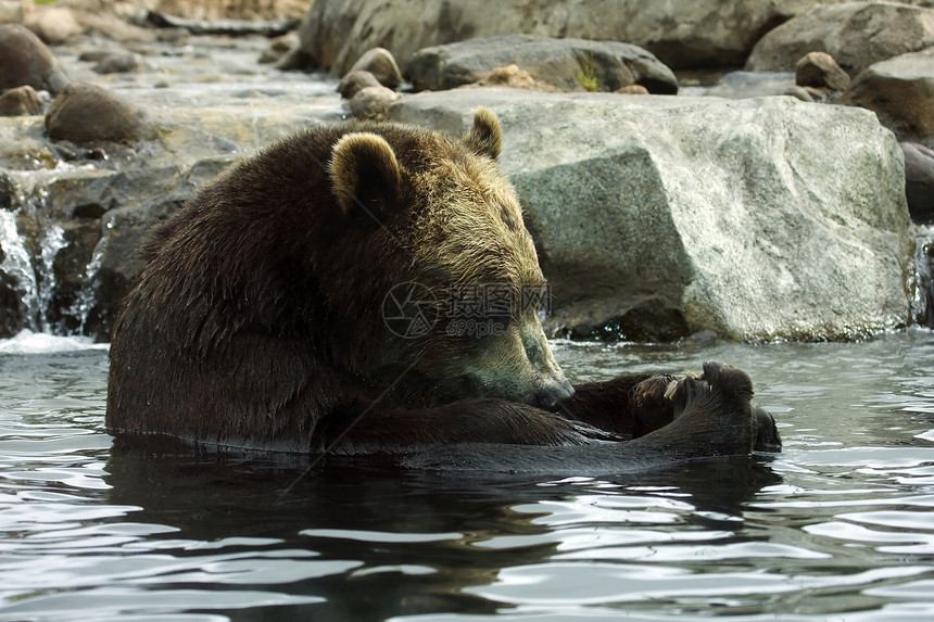 棕熊爪子危险地形动物园力量棕色荒野哺乳动物野生动物毛皮图片