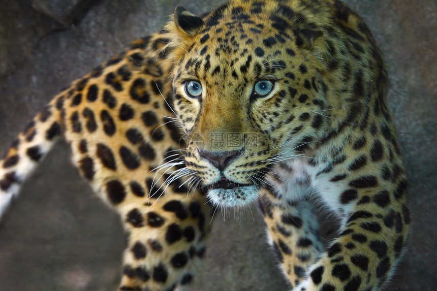 阿穆尔豹式在树上徘徊豹属野猫动物物种濒危哺乳动物食肉俘虏捕食者野生动物图片