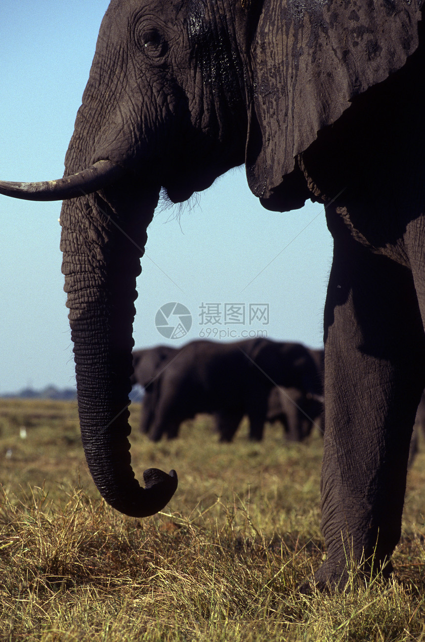 成年大象站在平原上图片