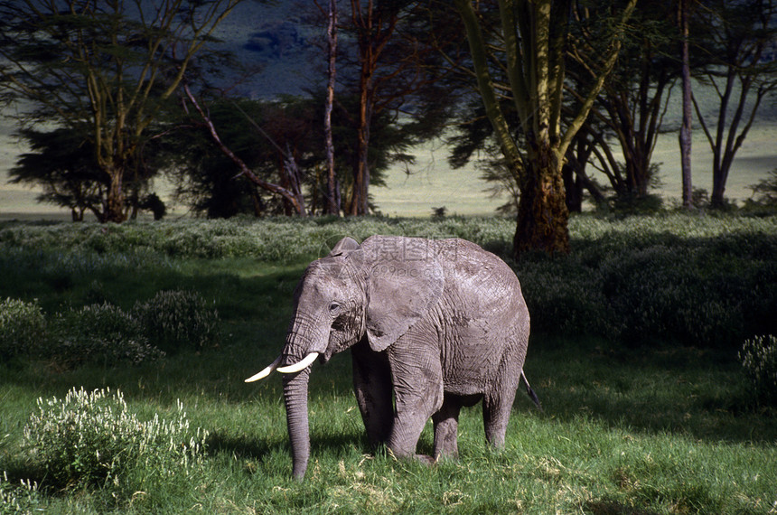 平原上的成年大象厚皮哺乳动物树木大草原草原象牙濒危动物獠牙树干图片
