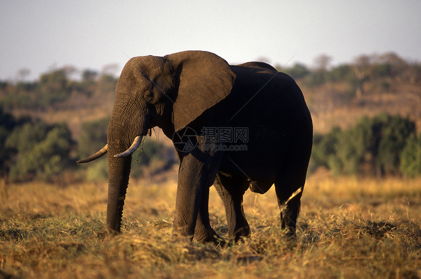 平原上的成年大象野生动物厚皮旅游獠牙食草大草原濒危游戏动物环境图片