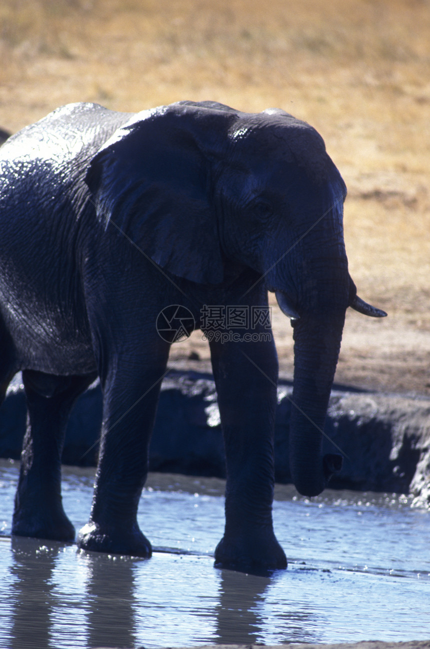 成年大象和水图片