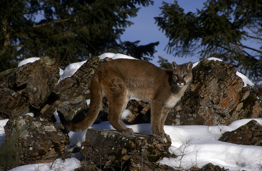 成年山狮猎人野猫食肉岩石捕食者猫科荒野全身成人棕褐色图片