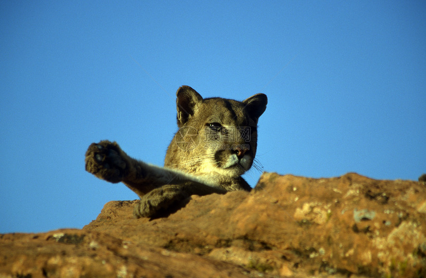 成年山狮动物荒野天际黄褐色岩石棕褐色野生动物野猫力量哺乳动物图片