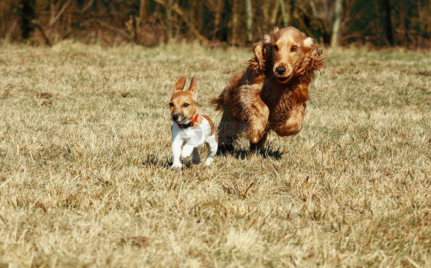两只跑狗小狗植物活力乐趣享受喜悦游戏跑步训练公园图片