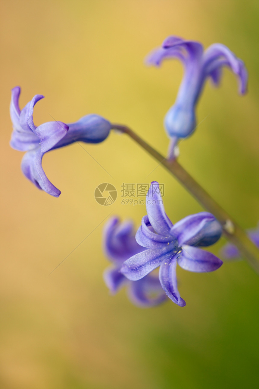 鲜花环境公园蓝色宏观紫色花园紫红色花瓣生活植物学图片