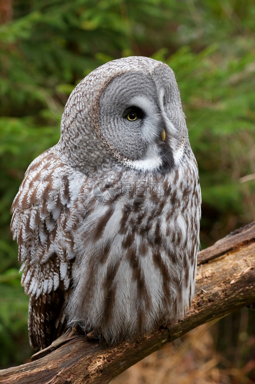 猫头鹰眼睛手表羽毛智慧捕食者荒野智力动物灰色野生动物图片