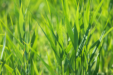 工厂叶子绿色植物植物荒野杂草环境环境保护背景图片