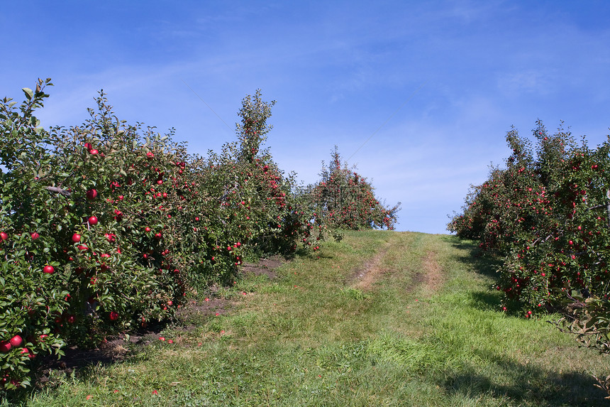 苹果果园满是碎苹果花园园艺生长生产收成食物农场植物晴天美食图片