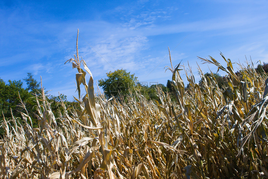 玉米田天空培育植物生长农场粮食场地风景环境迷宫图片