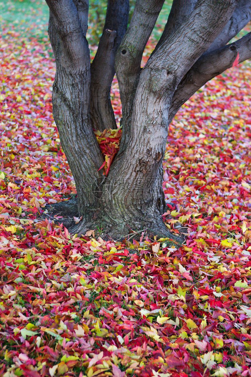 秋天离开背景季节性树叶活力植物学叶子红色植物群森林颜色季节图片