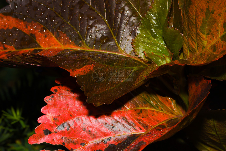 Coleus 工厂植物学生长生物学植物群绿色树叶花园黄色红色紫色图片