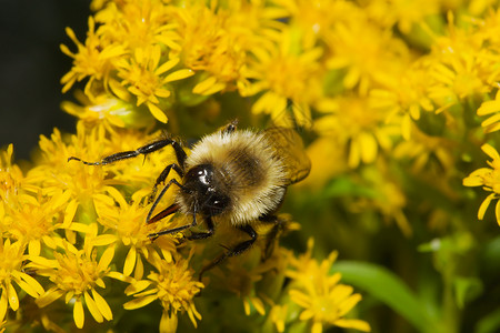 金色北大黄蜂花粉宏观漏洞池塘翅膀野生动物黄色沼泽黑色蜜蜂背景图片