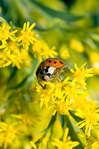 亚洲瓢虫甲虫动物界异色蝶高清图片