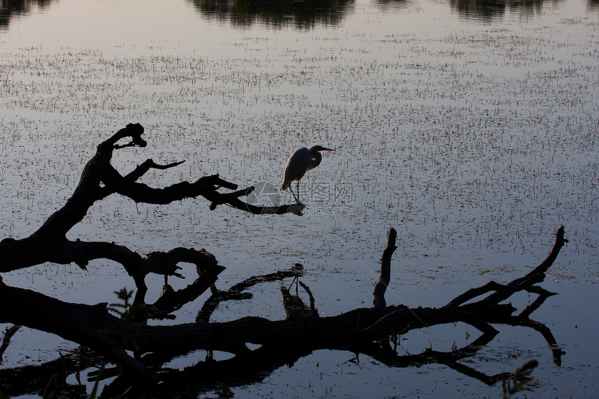 白色大Egret的轮廓大道公园羽毛动物钓鱼动物群野生动物苍鹭池塘翅膀图片