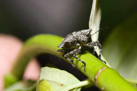 盾虫 (Hemiptera 亚级)背景图片