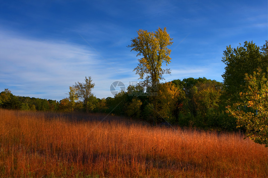 秋季的森林颜色植物群农村活力水平草地树木场地季节性树叶绿色图片